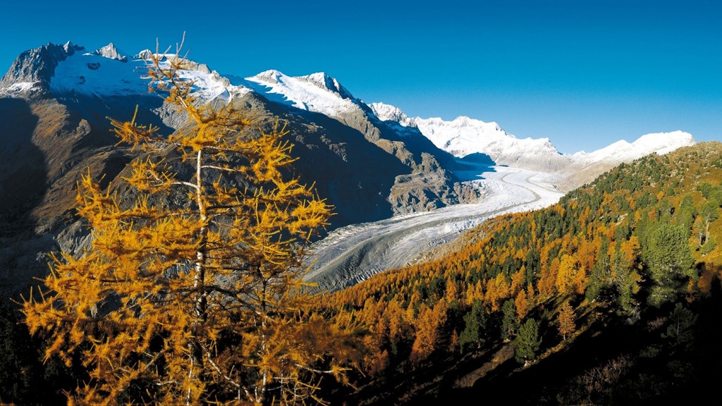 A imagem mostra uma árvore de larch dourada na frente do Glaciar Aletsch e montanhas cobertas de neve sob um céu azul.
