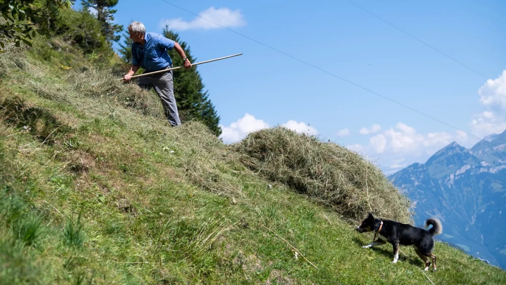 Mann bearbeitet Heu auf einer grasigen Hangwiese mit einem Rechen, begleitet von einem Hund, vor alpiner Bergkulisse und blauem Himmel.