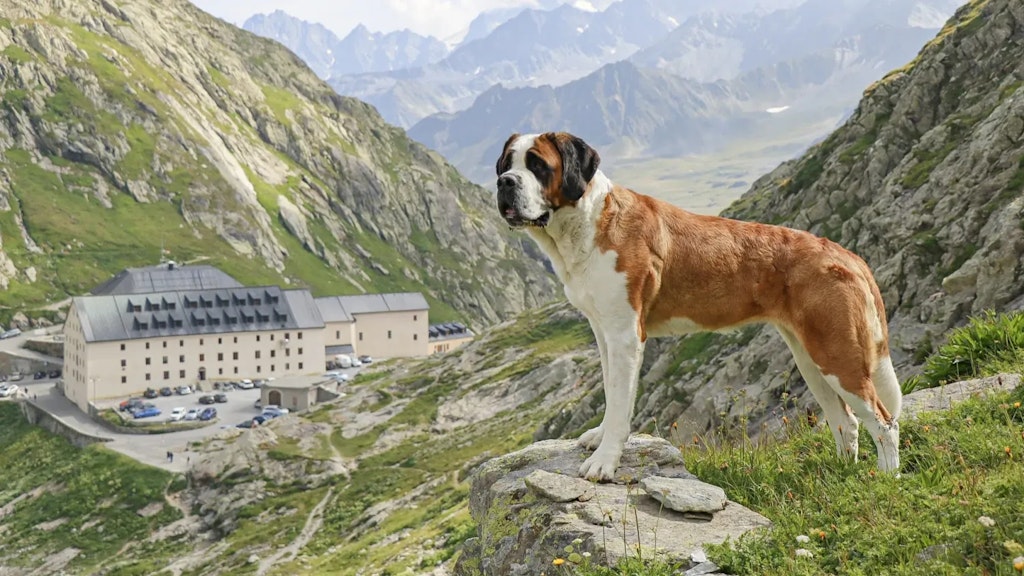 Ein Bernhardinerhund steht auf einem Felsen in alpiner Landschaft, mit dem Hospiz auf dem Grossen St. Bernhard und Bergen im Hintergrund.