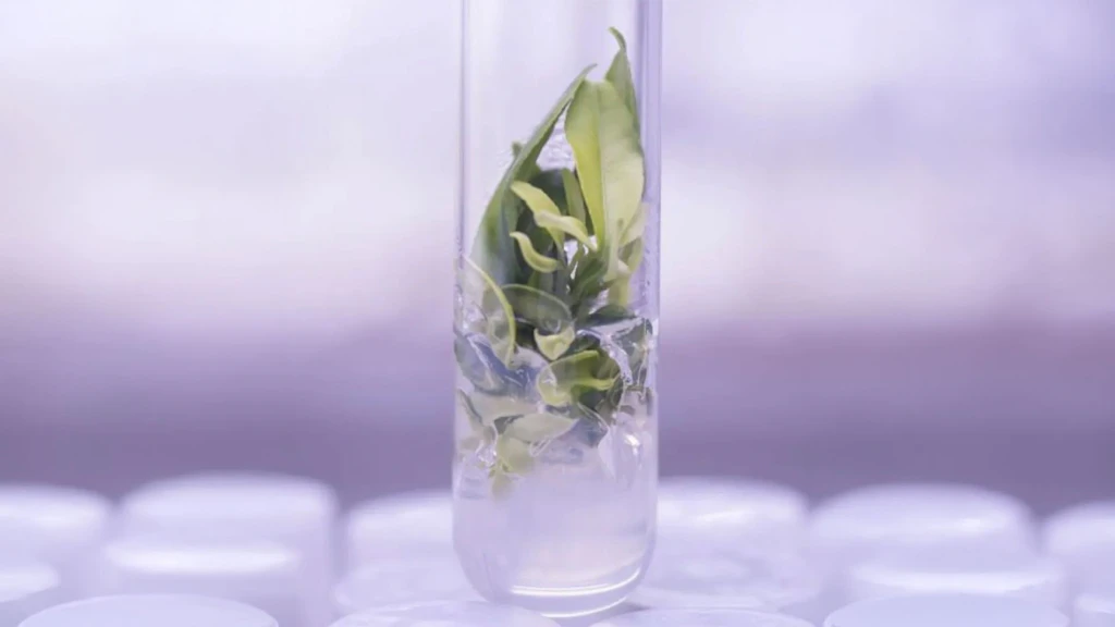 Grünes Blatt in einem Glasreagenzglas mit klarer Flüssigkeit, unscharfer violetter Hintergrund.