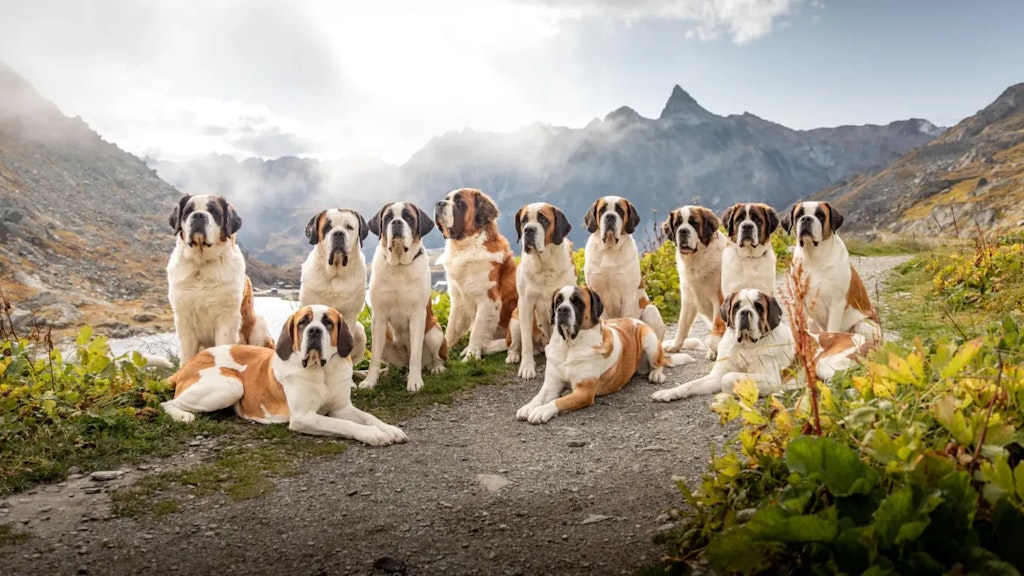 Gruppe von Bernhardinerhunden, die auf einem Bergweg sitzen oder liegen, mit nebliger Alpenlandschaft im Hintergrund.