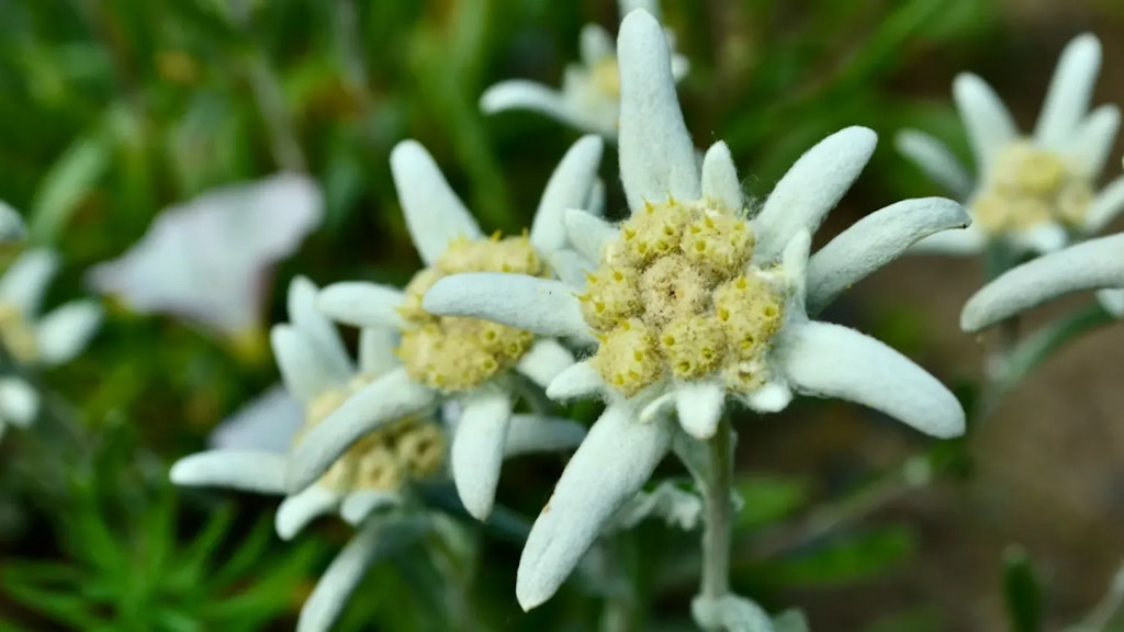 Nahaufnahme von weissen, flaumigen Edelweissblüten mit gelber Mitte vor unscharfem grünem Hintergrund.