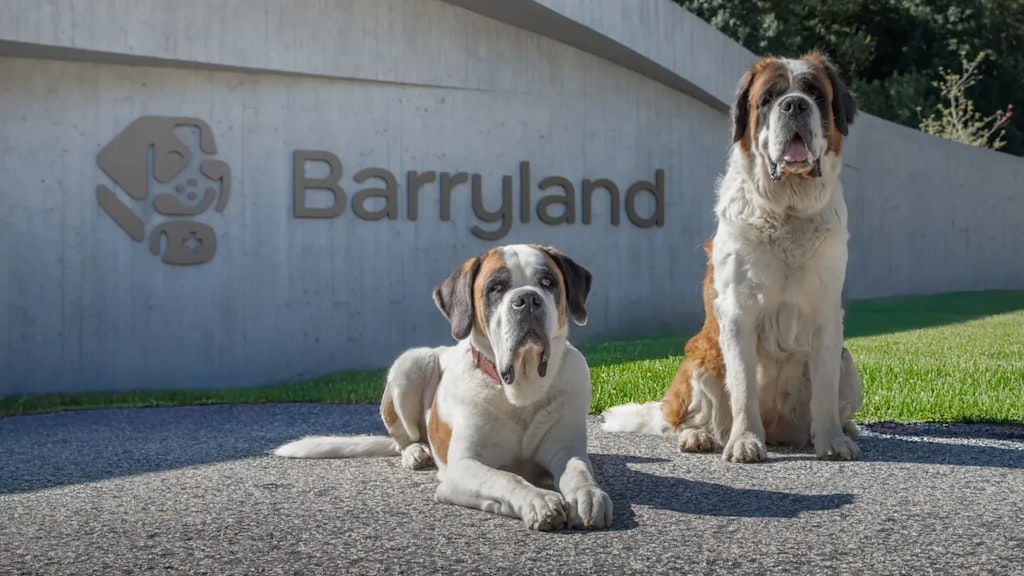 Zwei Bernhardinerhunde posieren vor einer Betonwand mit dem Logo und dem Schriftzug «Barryland», auf Asphalt und Rasen.