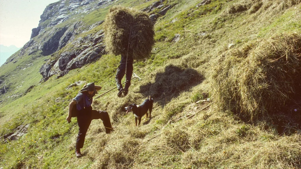 Zwei Personen sammeln Heu an einem steilen Hang, eine trägt eine grosse Heuladung, ein Hund steht daneben, vor alpiner Berglandschaft.