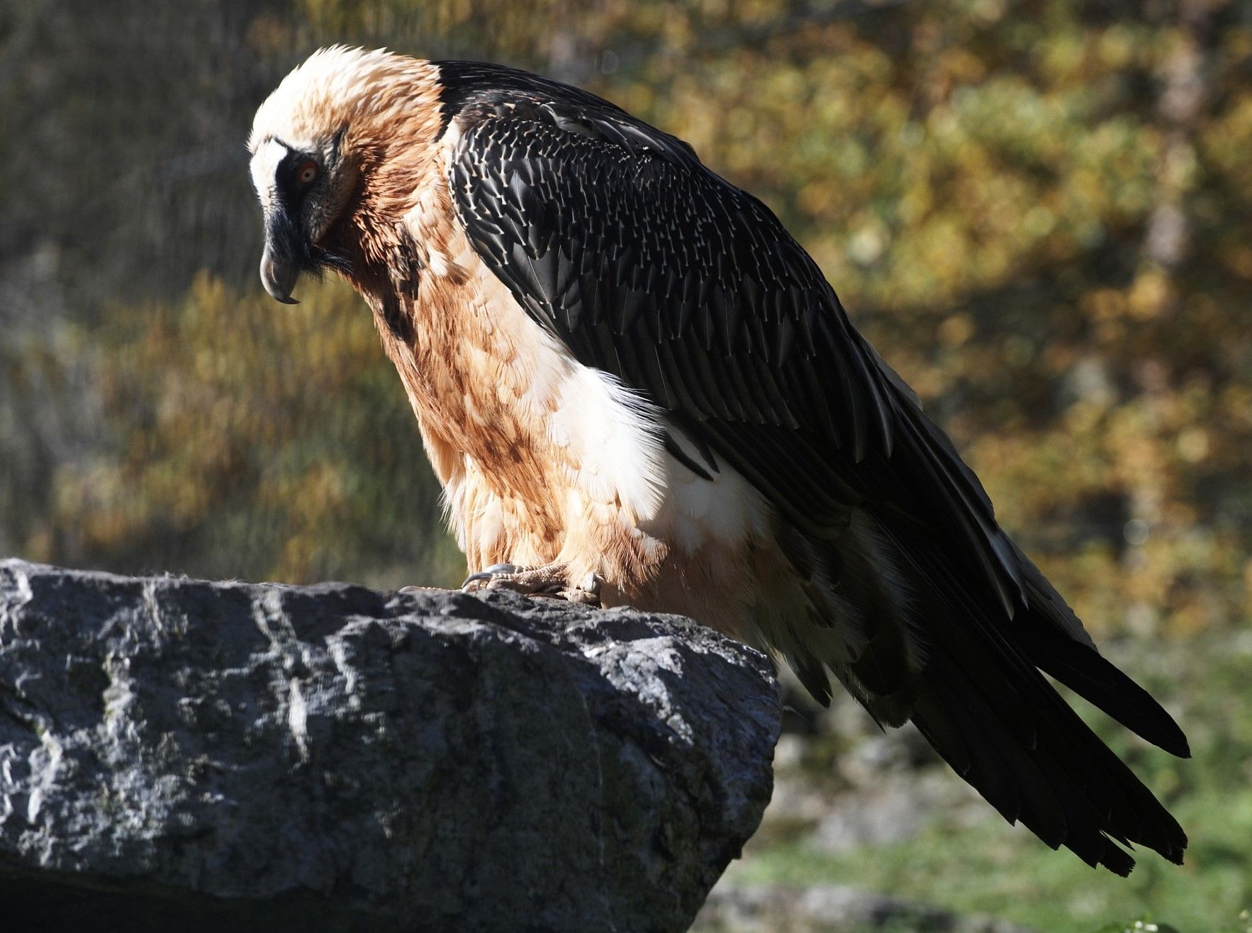 Bearded vulture perched on a rock in daylight with blurred forest in the background.