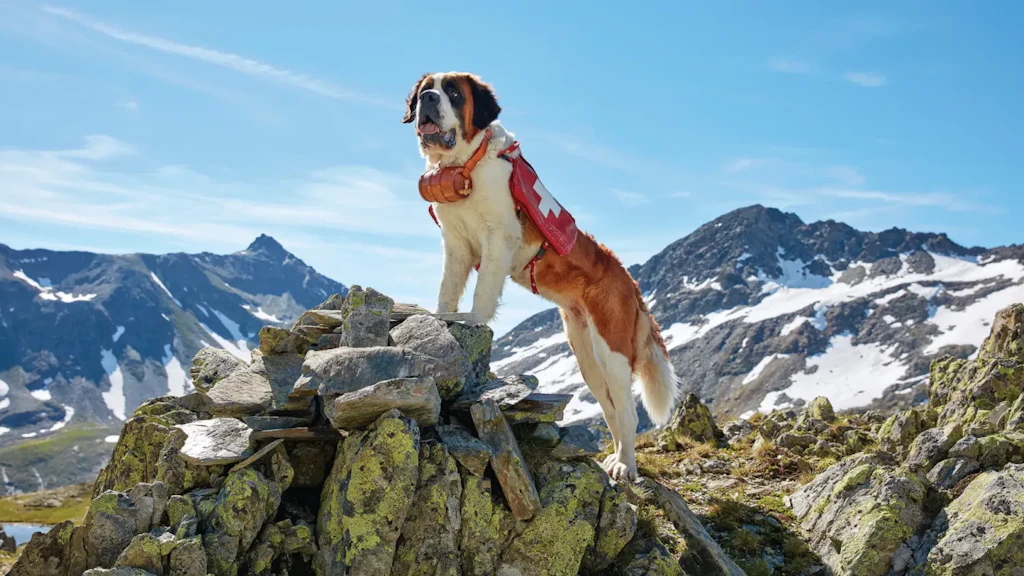 Saint Bernard dog standing on mountain rocks, wearing a small barrel and a red blanket with a white cross, under a clear blue sky.