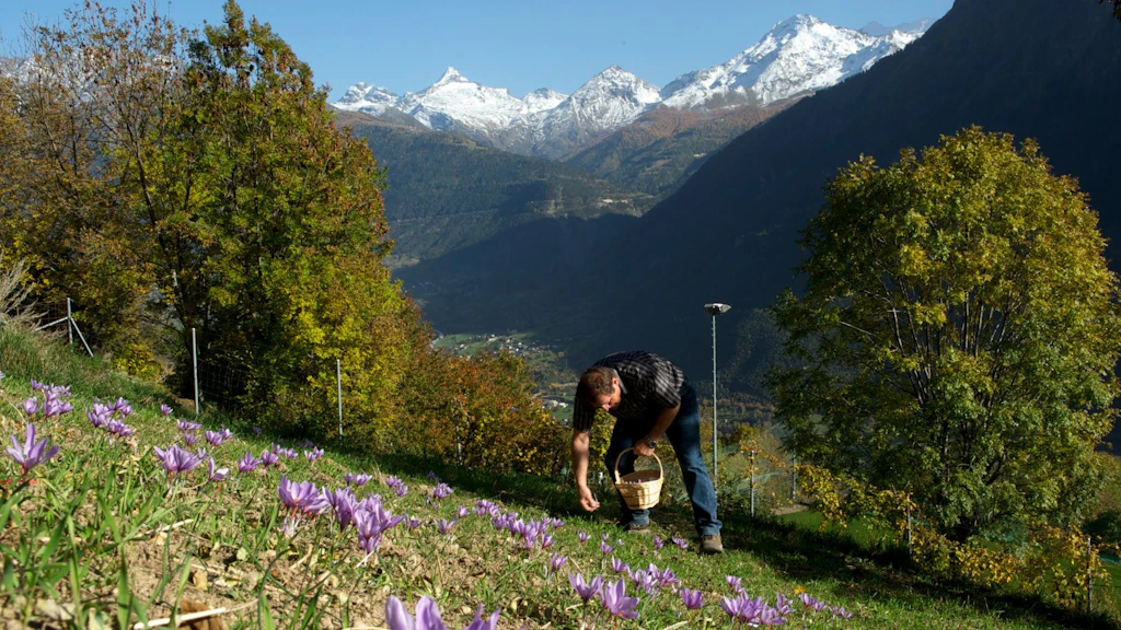 Man picking saffron flowers on a sunny slope in Mund, Valais, with snow-covered Alps in the background.