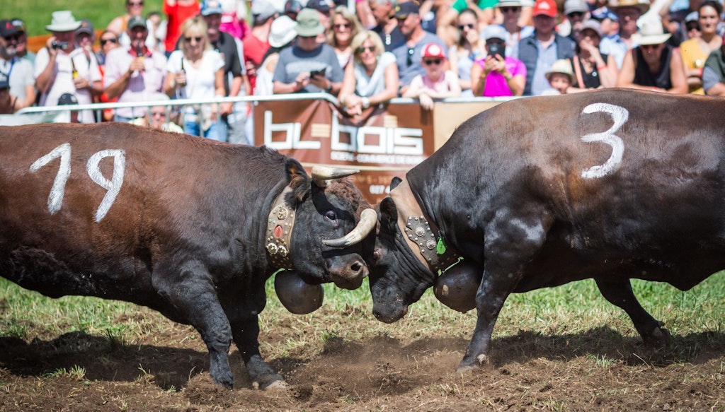 Two cows clash with lowered heads and locked horns on a meadow as many spectators watch in the background. 