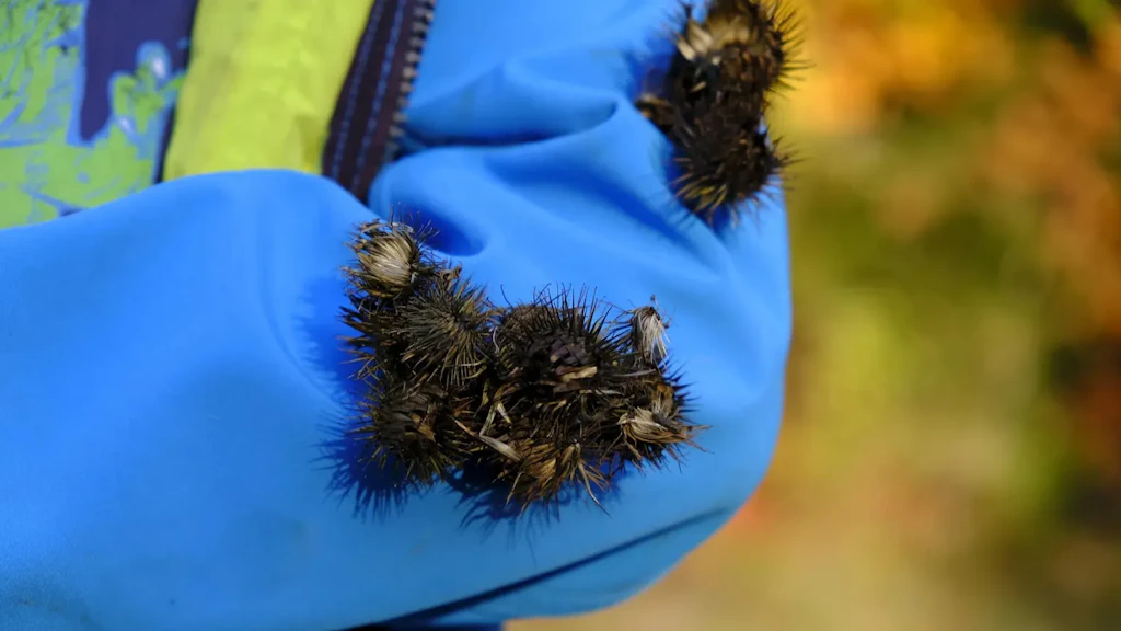Close-up of spiky burdock seed capsules attached to a blue jacket with visible zipper. 