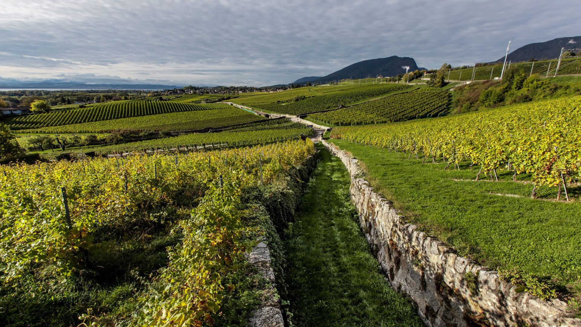 View of the Neuchâtel vineyard from Cressier, with grapevines in the foreground and town buildings in the background.