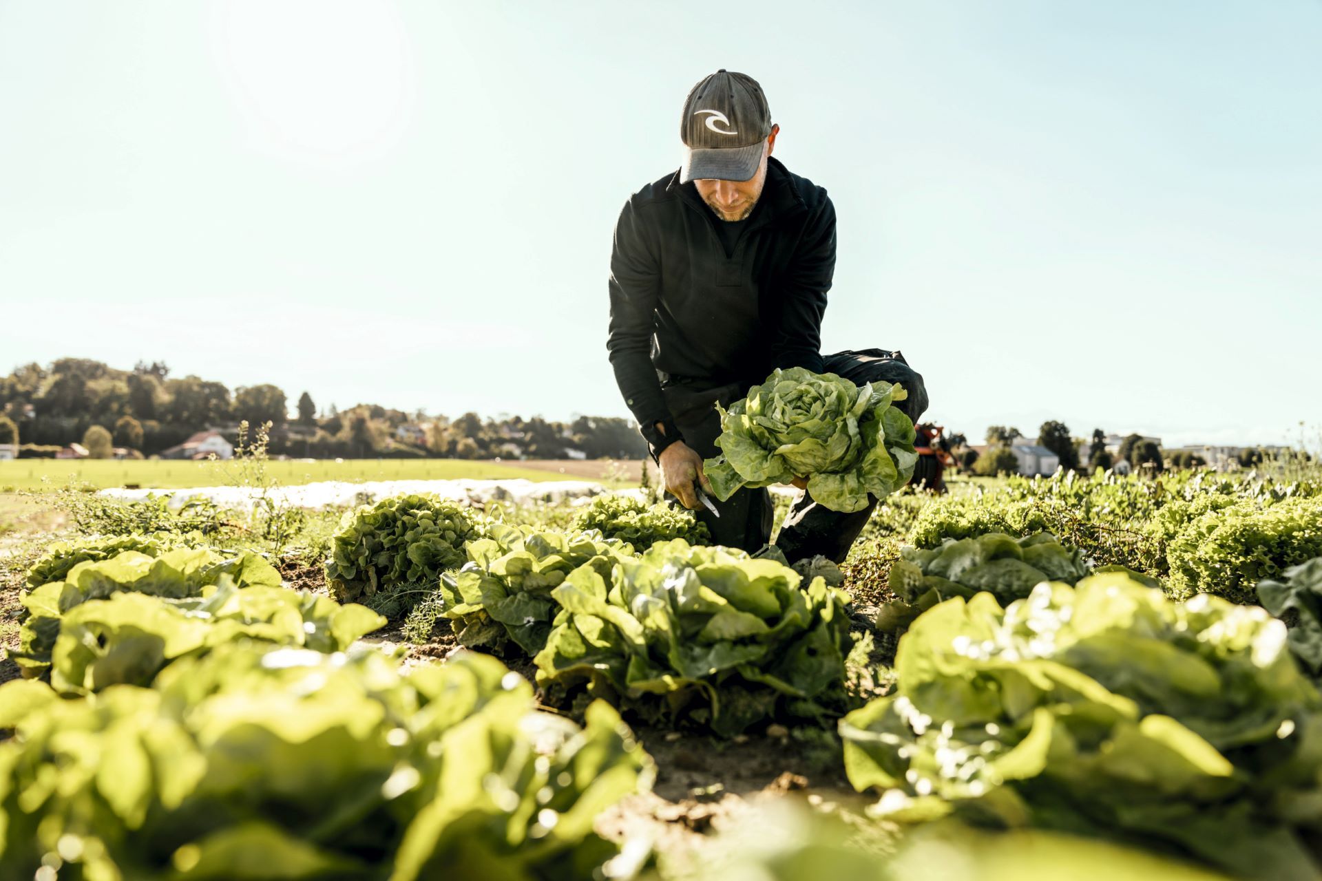 A farmer harvests lettuce in a field.
