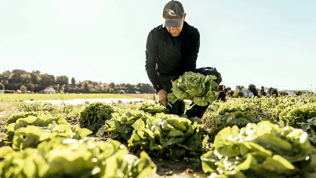 A farmer harvests lettuce in a field.
