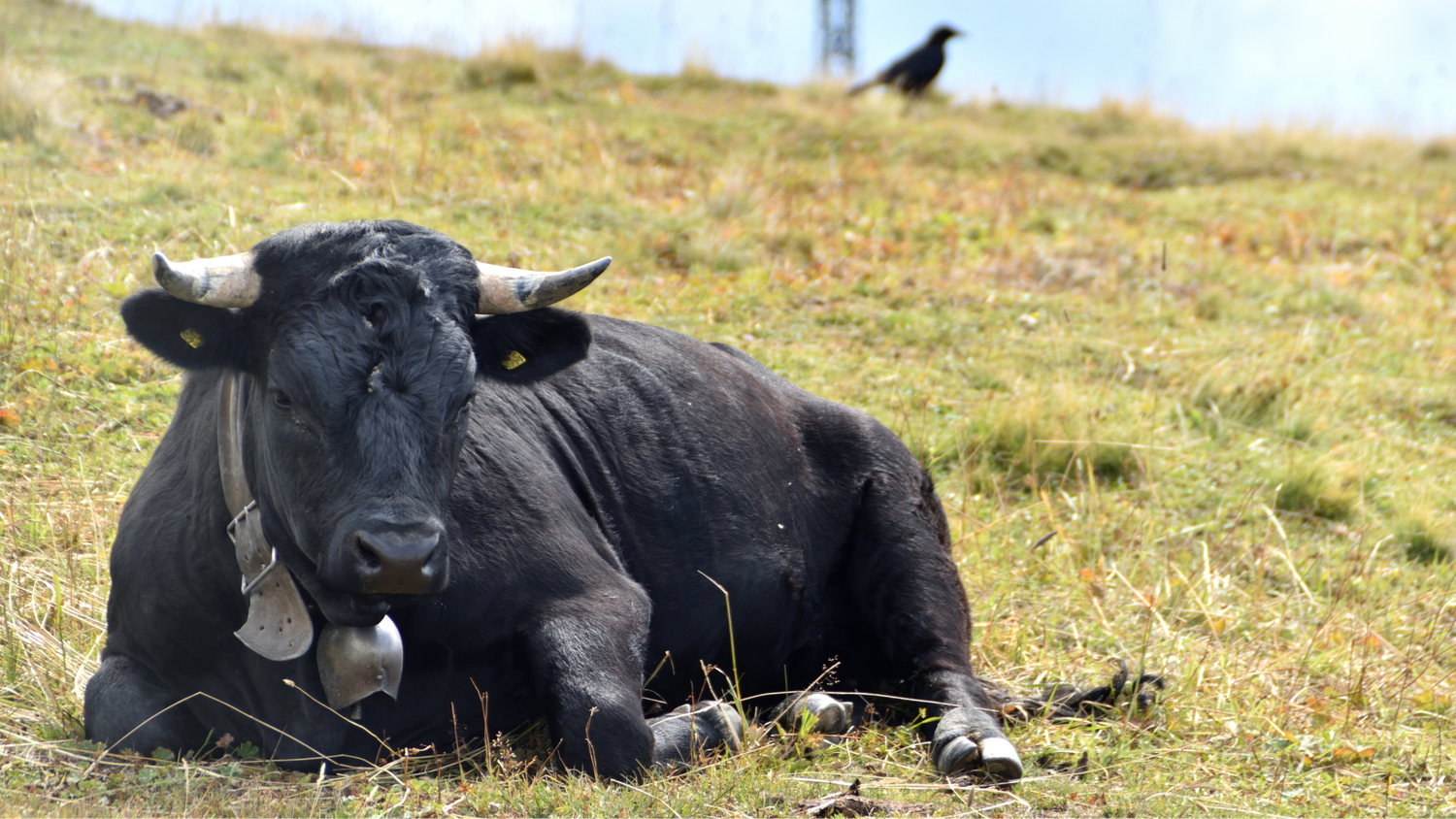 Vaca negra de raza Hérens tumbada en un prado, con un cencerro, un pájaro y postes eléctricos visibles al fondo.