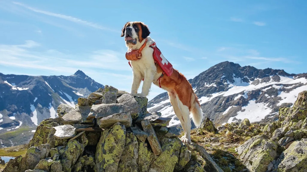 Perro San Bernardo de pie sobre rocas de montaña, con un barril y una manta roja con cruz blanca, bajo un cielo azul despejado.