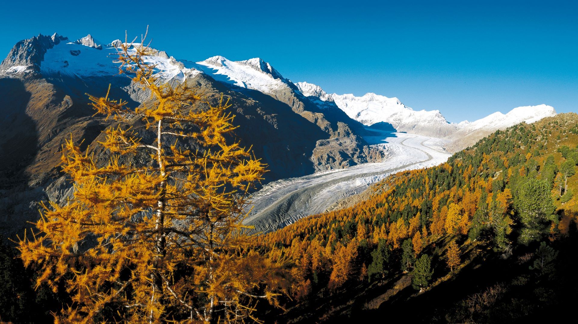 La imagen muestra un árbol de alerce dorado frente al glaciar Aletsch y montañas cubiertas de nieve bajo un cielo azul.