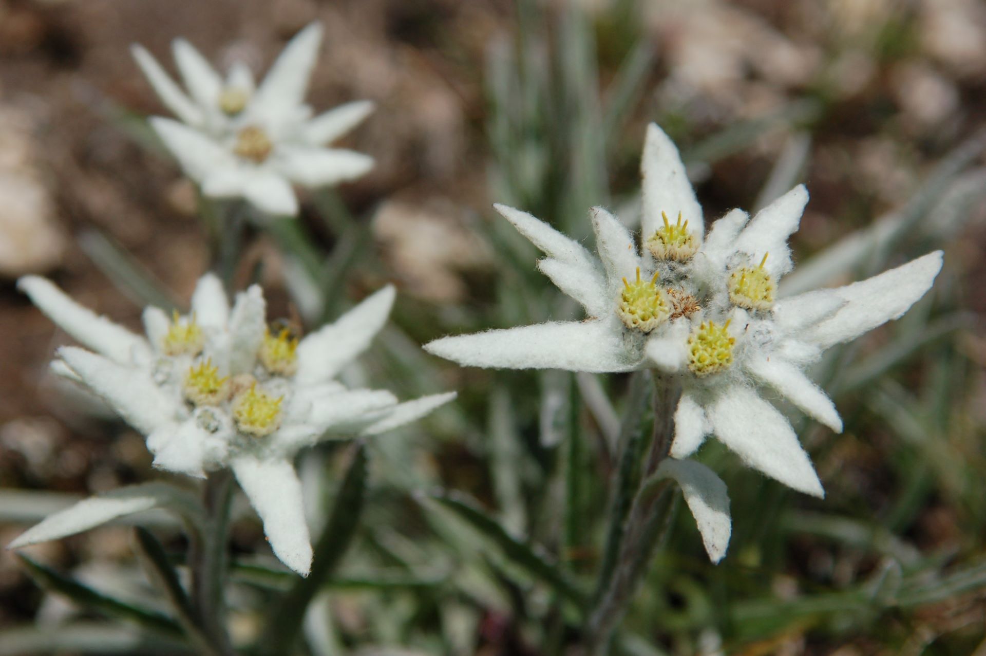 Primer plano de flores blancas de edelweiss con textura lanosa y fondo natural 