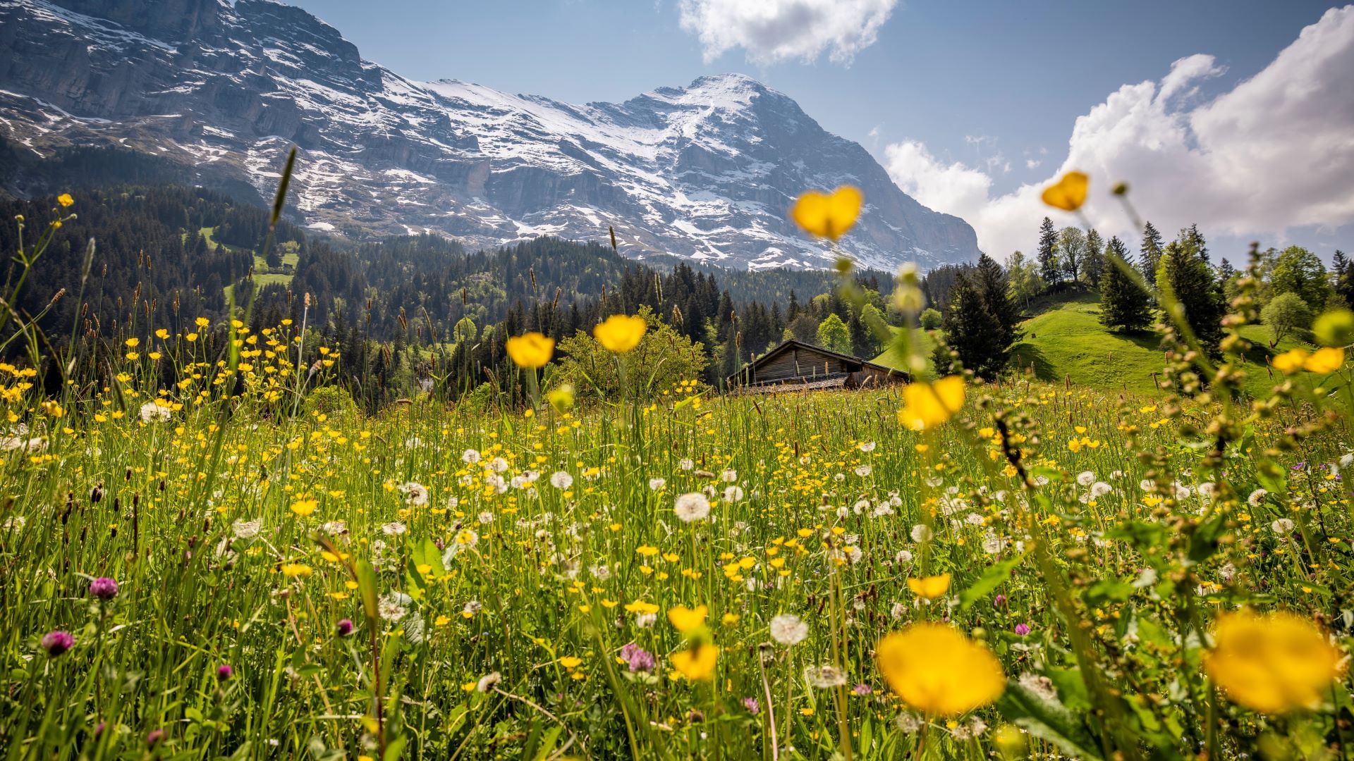 Une prairie fleurie à Grindelwald au milieu des Alpes bernoises. Comme partout en Suisse, les prairies s'avèrent essentielles pour la biodiversité.