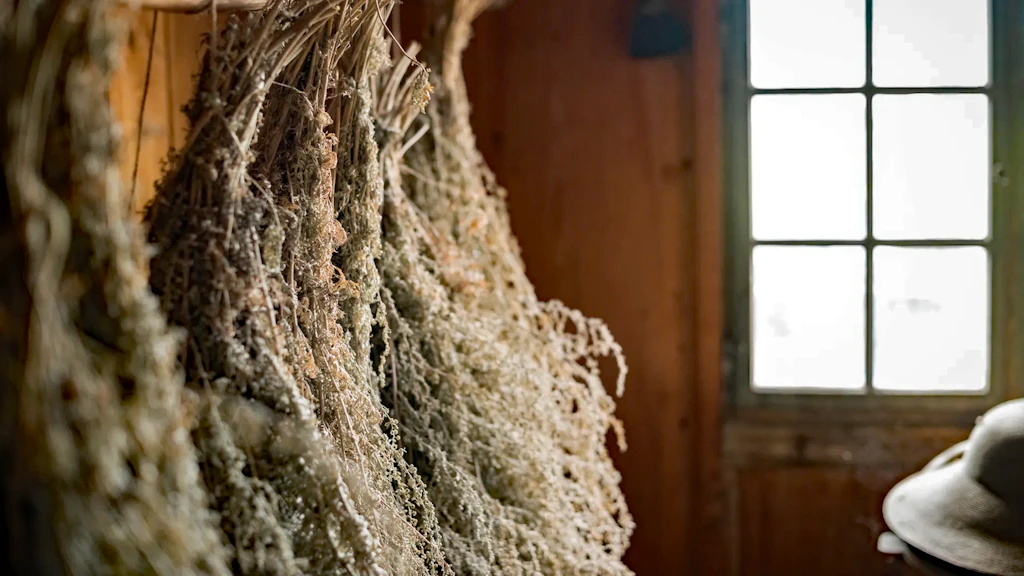 Bottes de plantes séchées suspendues le long d’un mur en bois, éclairées par la lumière naturelle provenant d’une fenêtre. 