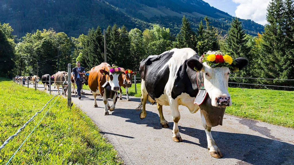Un groupe de vaches décorées de couronnes de fleurs colorées est conduit sur une route asphaltée à travers un paysage verdoyant et montagneux. 
