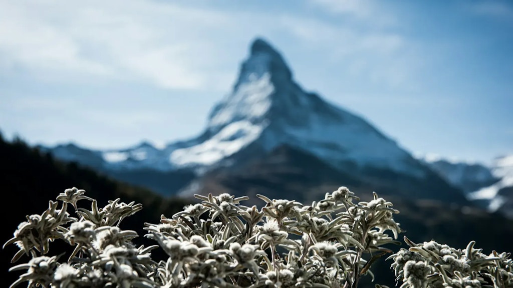 Edelweiss en premier plan avec le Cervin enneigé en arrière-plan sous un ciel bleu clair.