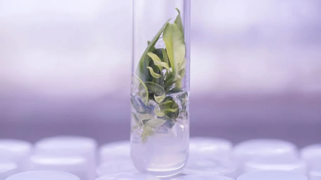 Feuille verte placée dans un tube à essai en verre contenant un liquide clair, fond violet flou.