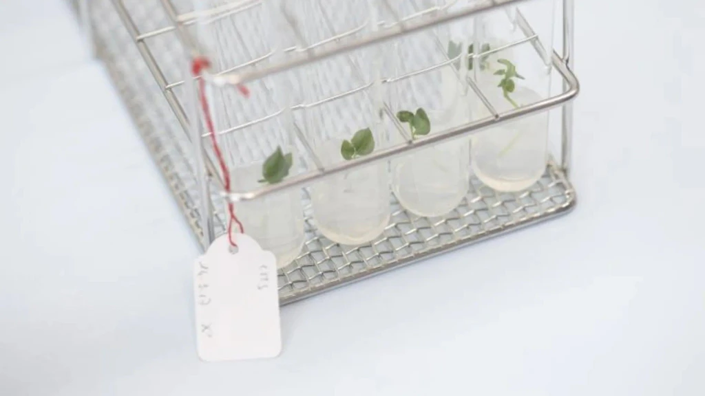 Tubes à essai en verre avec jeunes plants verts dans un support métallique, étiquette blanche attachée.