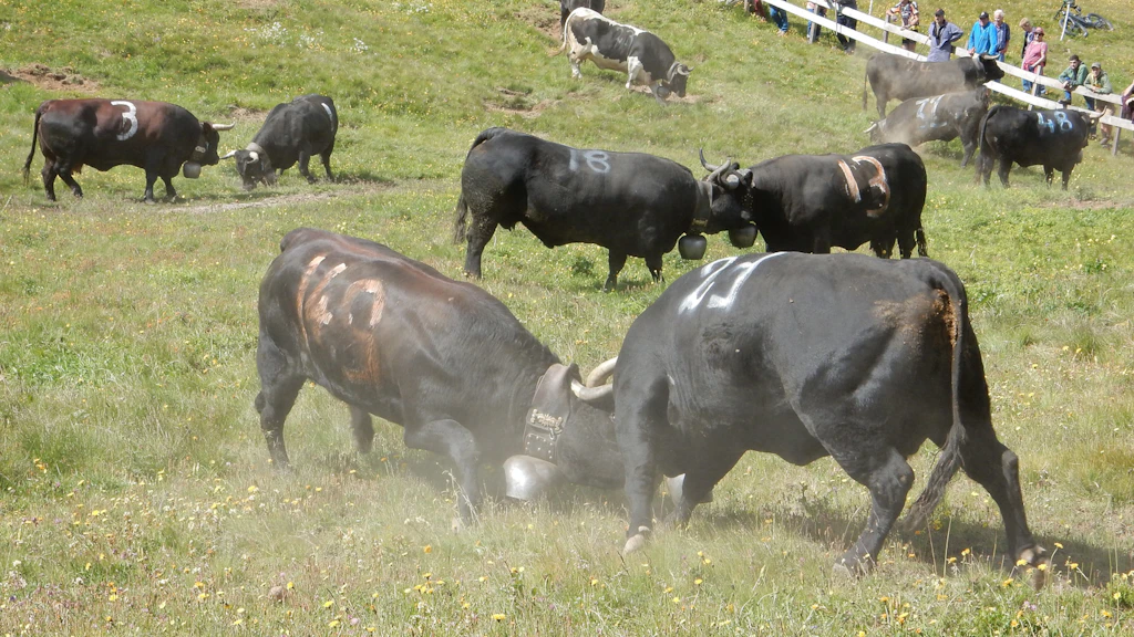 Deux vaches noires robustes s'affrontent tête contre tête dans un pré, tandis que plusieurs autres vaches paissent tranquillement à proximité.