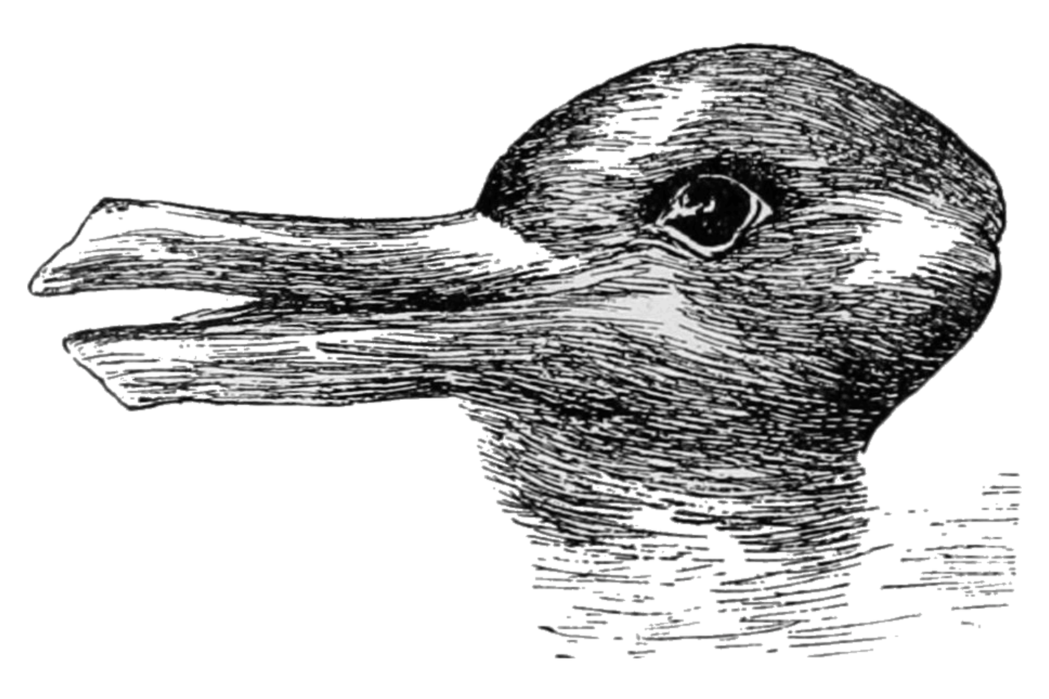 Illustration en noir et blanc montrant une silhouette ambiguë dont le profil peut être perçu comme la tête d’un canard ou d’un lapin.