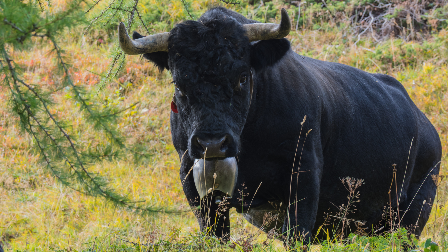 Vache d'Hérens noire avec une grande cloche visible, orientée vers l’objectif, dans un paysage de prairie alpestre avec des arbres et des plantes.