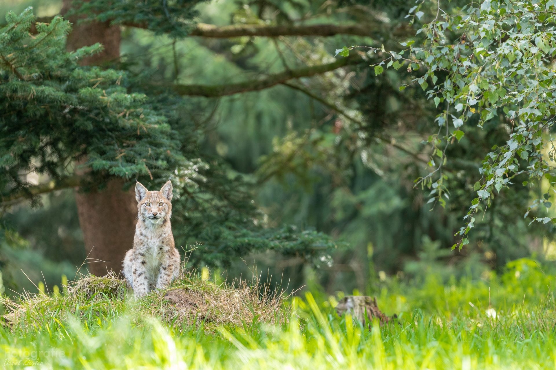 Lynx assis dans une clairière, entouré d’herbe et d’arbres de forêt dense, en plein jour.