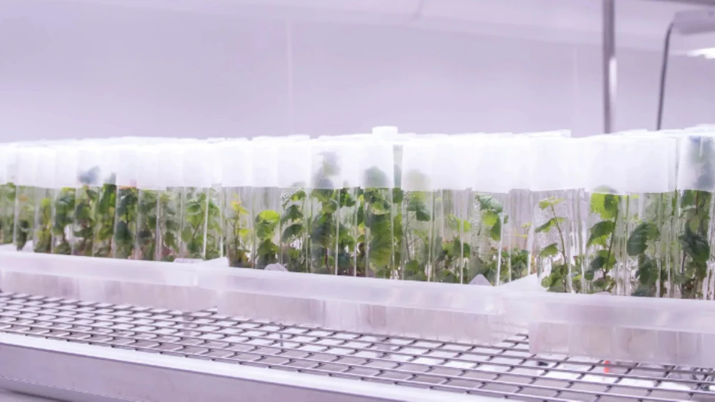 Récipients en plastique transparent contenant de jeunes plants verts alignés sur une grille métallique en laboratoire.