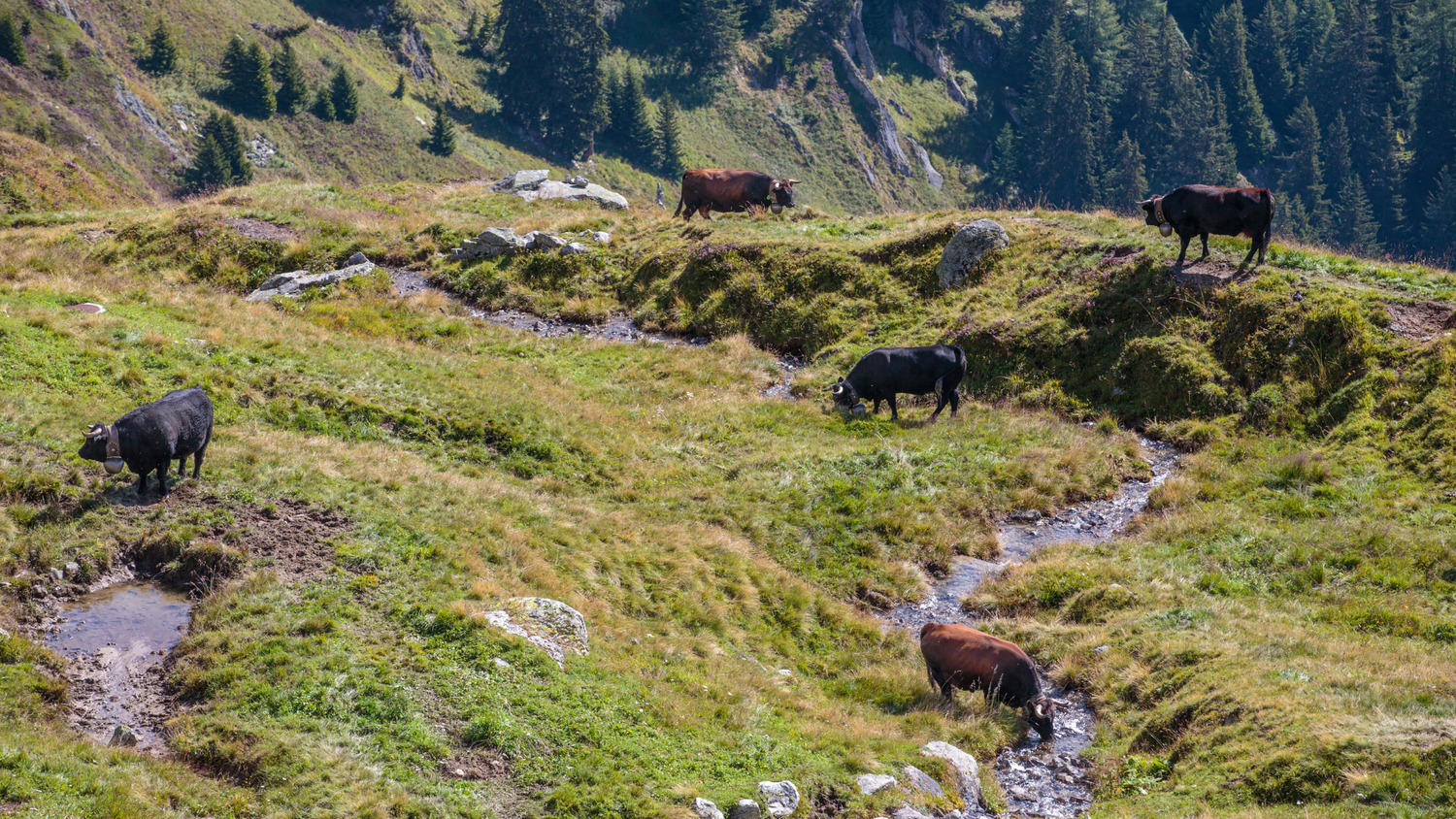 Vacche d’Hérens che pascolano in un prato alpino verde, attraversato da un ruscello, con abeti sullo sfondo.