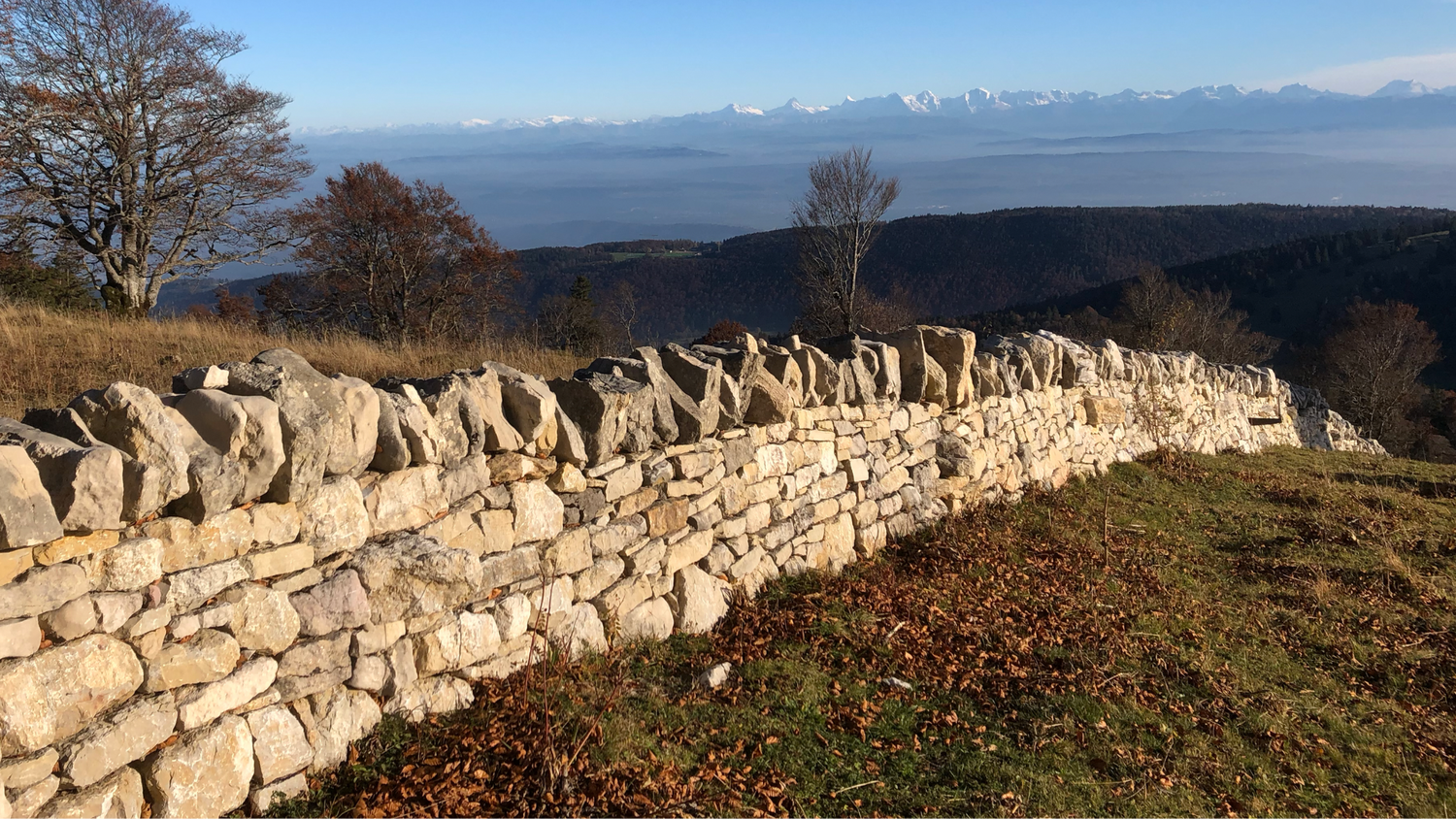 Muri a secco a Orvin fiancheggiati da alberi con una visuale libera sulle Alpi innevate all’orizzonte, sotto un cielo azzurro limpido.