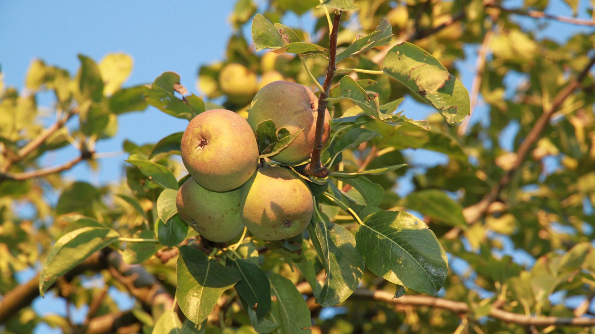 Gruppo di pere Botzi su un albero, varietà friborghese che cresce a grappoli, circondata da foglie verdi alla luce dorata del sole.