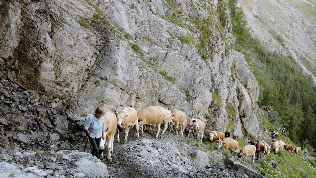 Un gruppo di persone guida numerose mucche dal mantello chiaro su un sentiero di montagna stretto e ripido lungo una parete rocciosa.