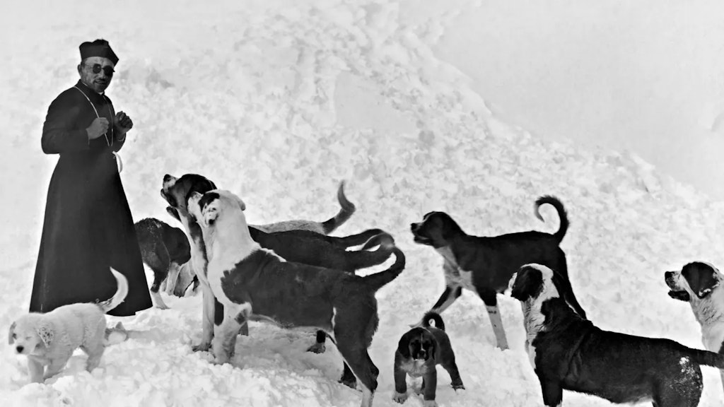 Foto in bianco e nero con un uomo in abito ecclesiastico nella neve, circondato da diversi cani San Bernardo adulti e cuccioli.