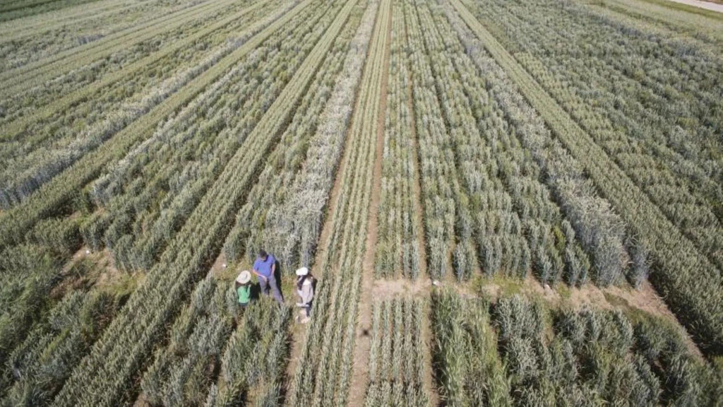 Vista aerea di un campo a file con tre persone con cappelli in piedi tra le colture.