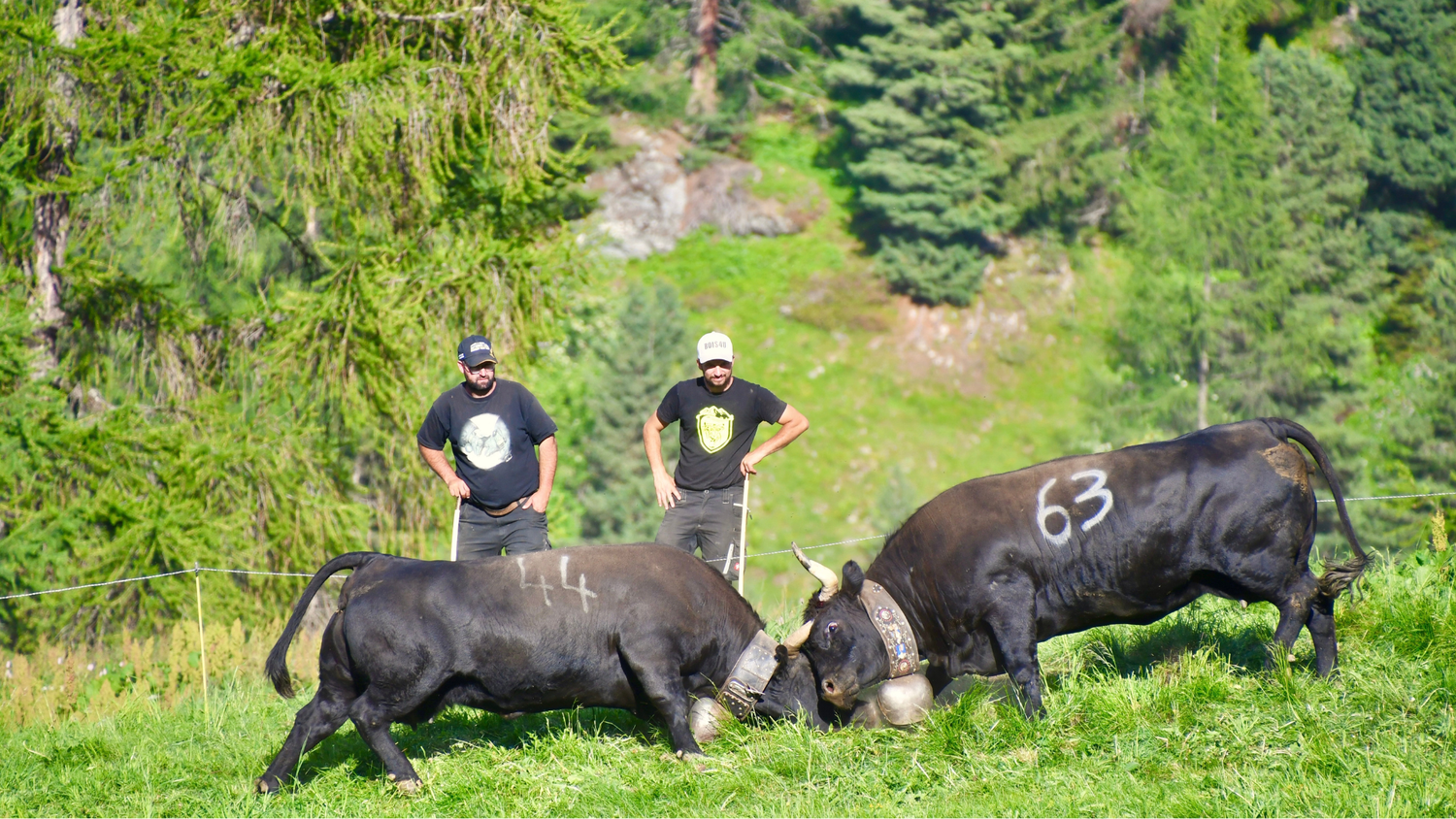 Due vacche d’Hérens si affrontano in un pascolo alpino, osservate da due uomini sullo sfondo, con una foresta verde in lontananza.